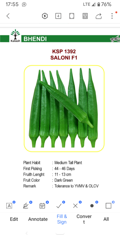 OKRA KSP 1392 SALON F1 SEEDLINGS BY KALASH