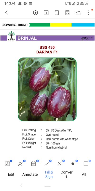 EGGPLANT BSS 430 DARPAN F1 SEEDLINGS BY KALASH