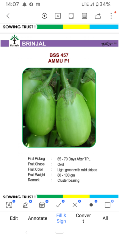 EGGPLANT BSS 457 AMMU F1 SEEDLINGS BY KALASH