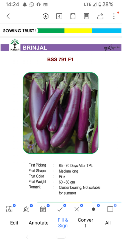 EGGPLANT BSS 791 F1 SEEDLINGS BY KALASH