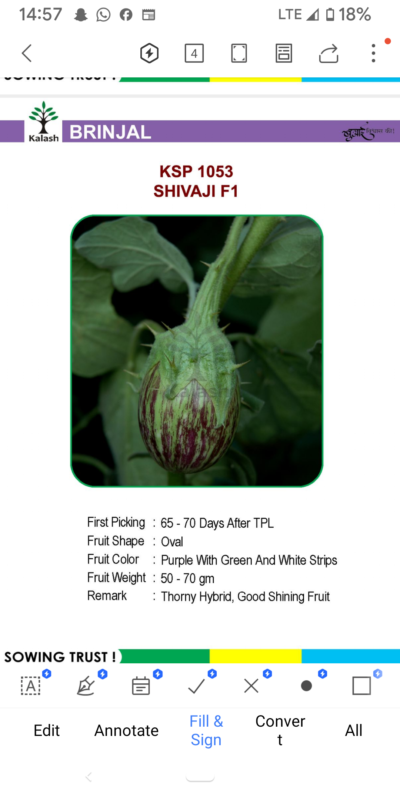 EGGPLANT KSP 1053 SHIVAJI F1 SEEDLINGS BY KALASH