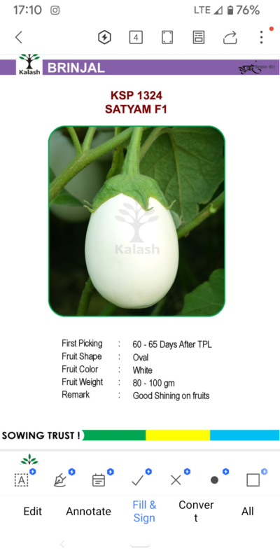 EGGPLANT KSP 1324 SATYAM F1 SEEDLINGS BY KALASH