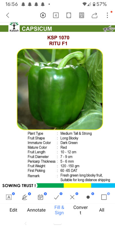 CAPSICUM KSP 1070 RITU F1 SEEDLINGS BY KALASH