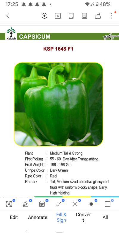 CAPSICUM KSP 1648 F1 SEEDLINGS BY KALASH