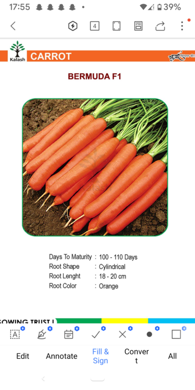 CARROT BERMUDA F1 SEEDLINGS BY KALASH