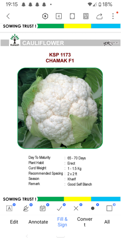 CAULIFLOWER KSP 1173 CHAMAK F1 SEEDLINGS BY KALASH