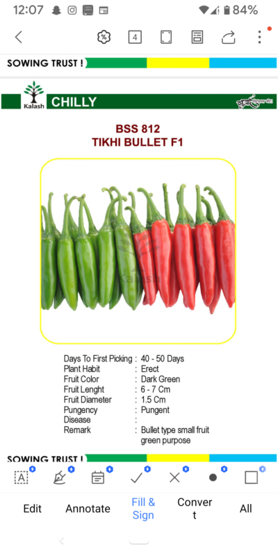 CHILLY 812 TIKH BULLET F1 SEEDLINGS BY KALASH