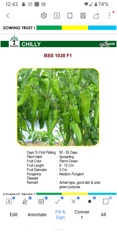 CHILLY BSS 1038 F1 SEEDLINGS BY KALASH