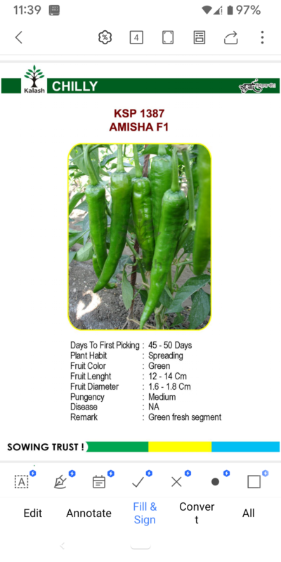 CHILLY KSP 1387 AMISHA F1 SEEDLINGS BY KALASH