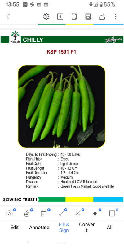 CHILLY KSP 1591 F1 SEEDLINGS BY KALASH A