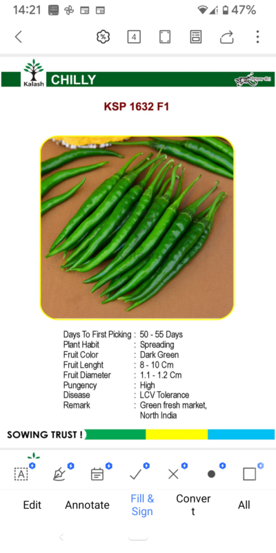 CHILLY KSP 1632 F1 SEEDLINGS BY KALASH A
