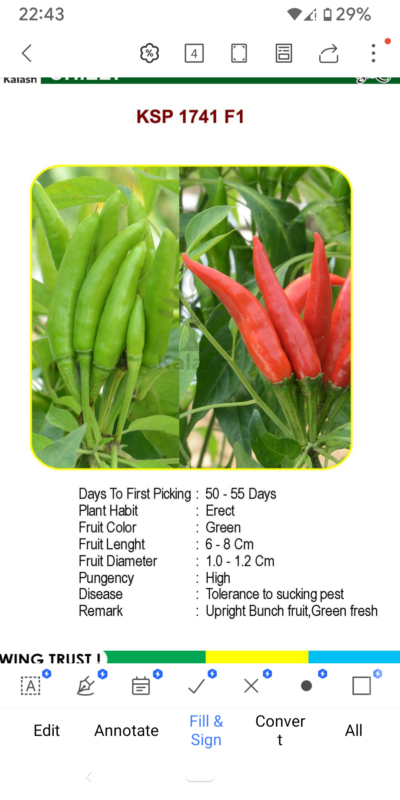 CHILLY KSP 1741 F1 SEEDLINGS BY KALASH