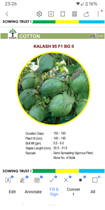 COTTON KALASH 95 F1 BG11 SEEDLINGS BY KALASH