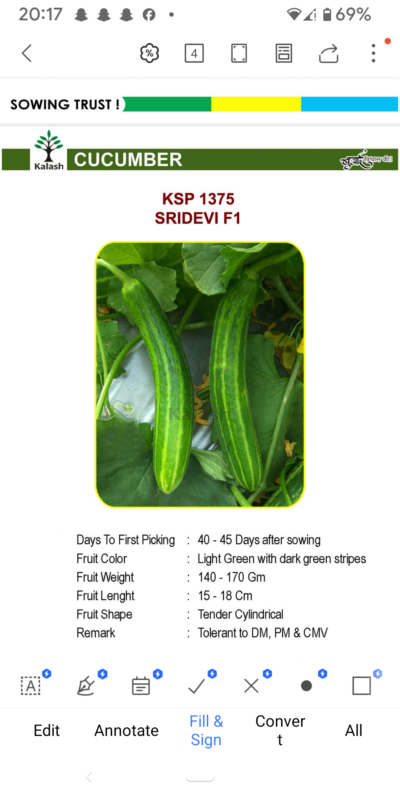 CUCUMBER KSP 1375 SRIDEVI F1 SEEDLINGS BY KALASH