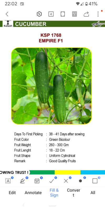 CUCUMBER KSP 1768 EMPIRE F1 SEEDLINGS BY KALASH