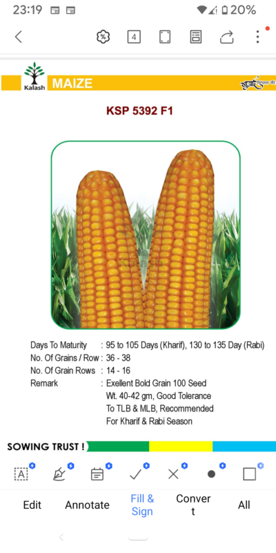 MAIZE KSP 5392 F1 SEEDLINGS BY KALASH
