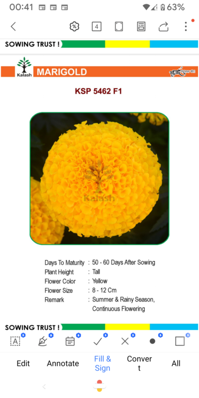 MARIGOLD KSP 5462 F1 SEEDLINGS BY KALASH A