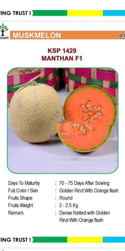 MUSKMELON KSP 1429 MANTHAN F1 SEEDLINGS BY KALASH