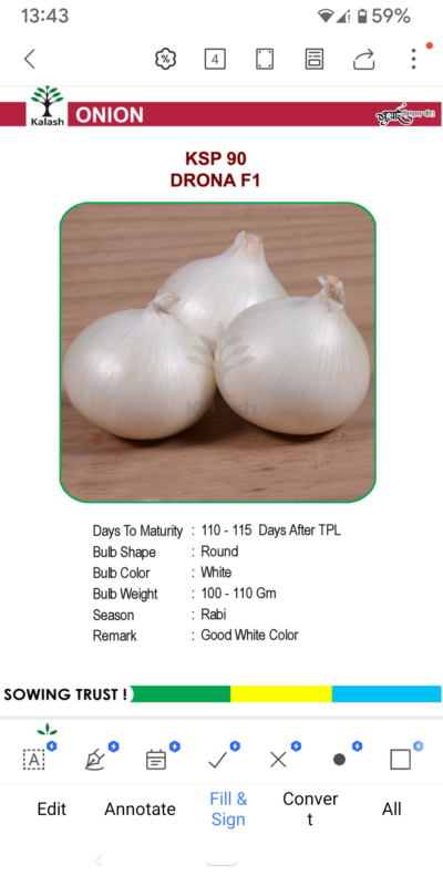 ONION KSP 90 DRONA F1 SEEDLINGS BY KALASH