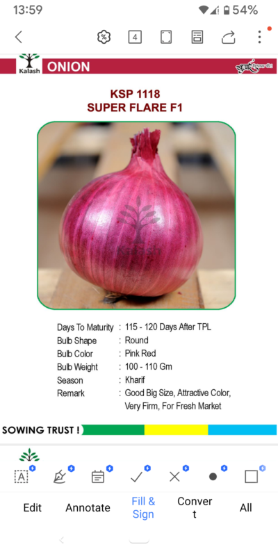 ONION KSP 1118 SUPER FLARE F1 SEEDLINGS BY KALASH