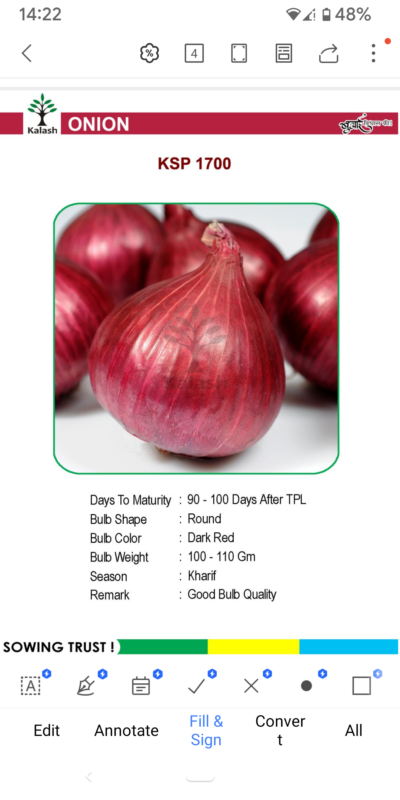 ONION KSP 1700 SEEDLINGS BY KALASH