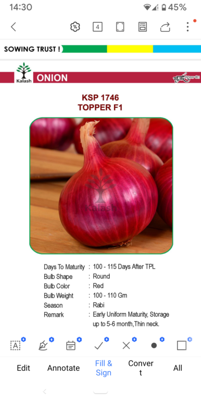 ONION KSP 1746 TOPPER F1 SEEDLINGS BY KALASH