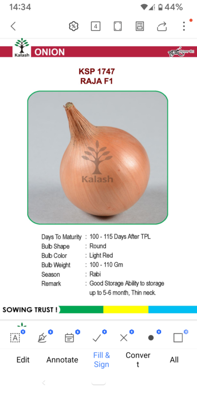 ONION KSP 1747 RAJA F1 SEEDLINGS BY KALASH