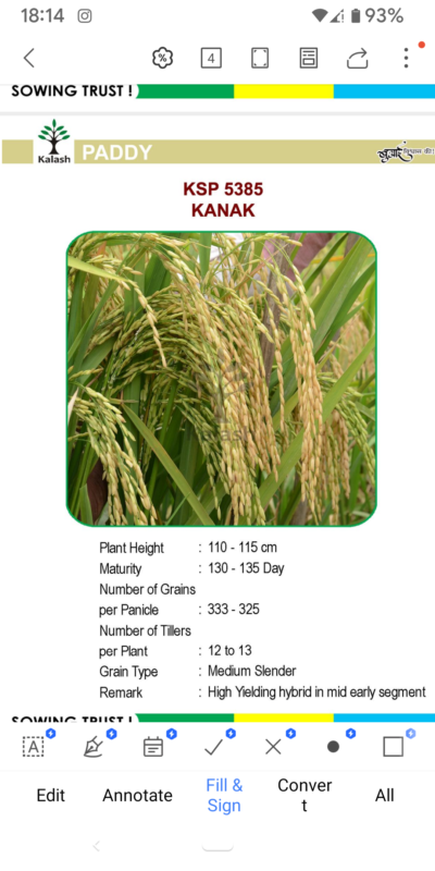 PADDY KSP 5385 KANAK SEEDLINGS BY KALASH