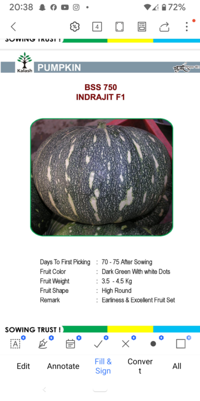 PUMPKIN BSS 750 INDRAJIT F1 SEEDLINGS BY KALASH