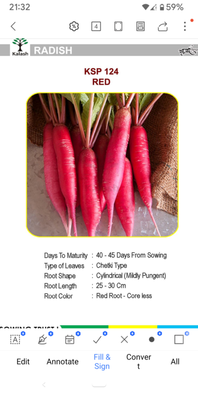 RADISH KSP 124 RED SEEDLINGS BY KALASH