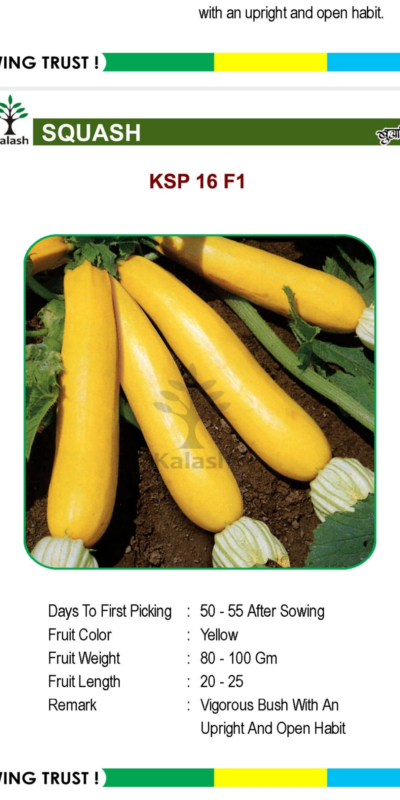SQUASH KSP 16 F1 SEEDLINGS BY KALASH