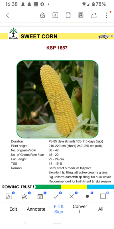SWEET CORN KSP 1657 SEEDLINGS BY KALASH