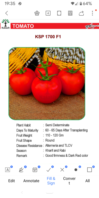 TOMATO KSP 1700 F1 SEEDLINGS BY KALASH
