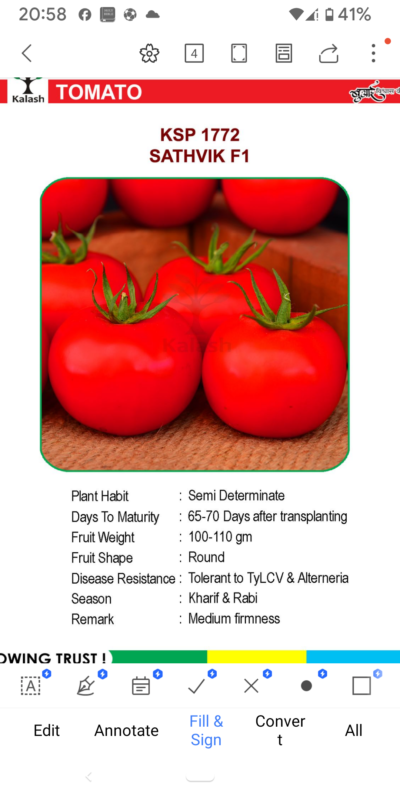 TOMATO KSP 1772 SATHVIK F1 SEEDLINGS BY KALASH