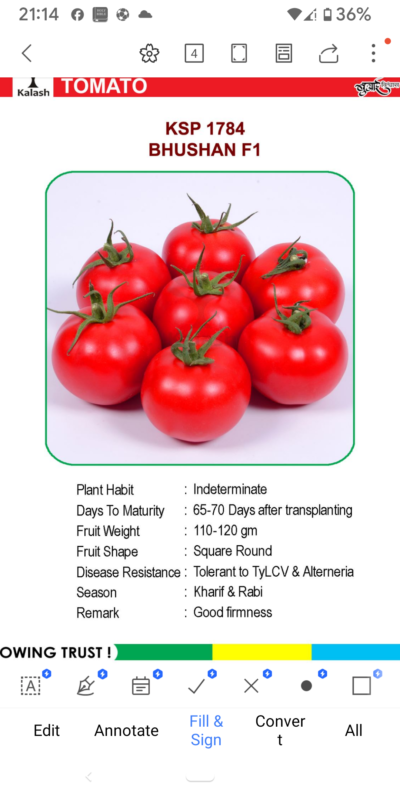 TOMATO KSP 1784 BHUSHAN F1 SEEDLINGS BY KALASH