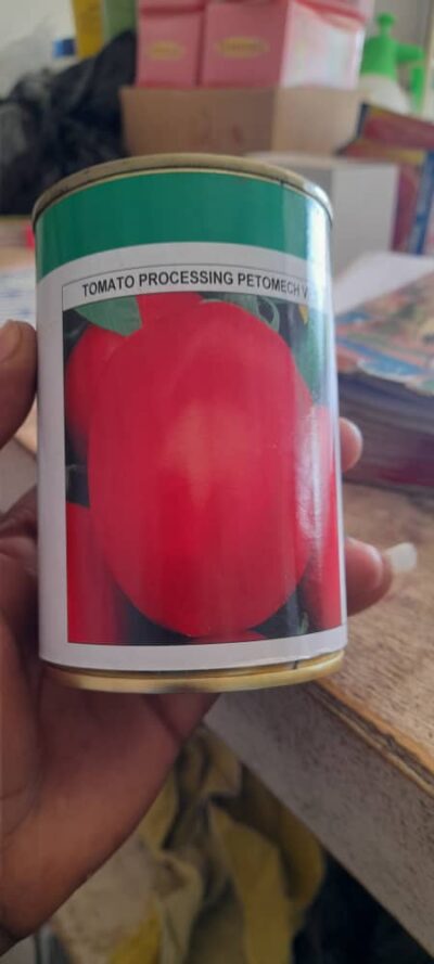 SIKA TOMATO SEEDLINGS BY ADURA COMPANY LIMITED