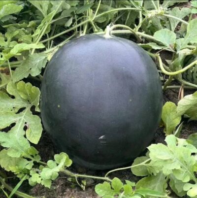 WATERMELON BY THONY BANS AGRITECH FARM